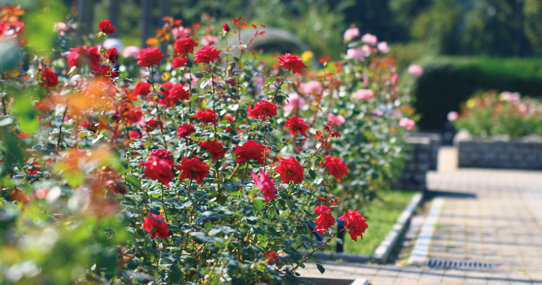 大阪市立長居植物園 長居公園内の日本有数の植物園