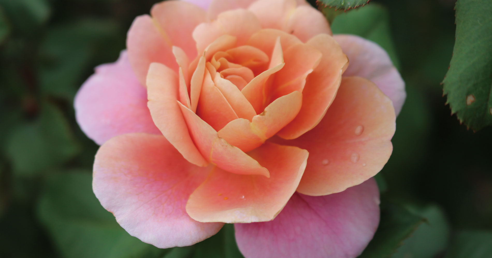 大阪市立長居植物園 長居公園内の日本有数の植物園